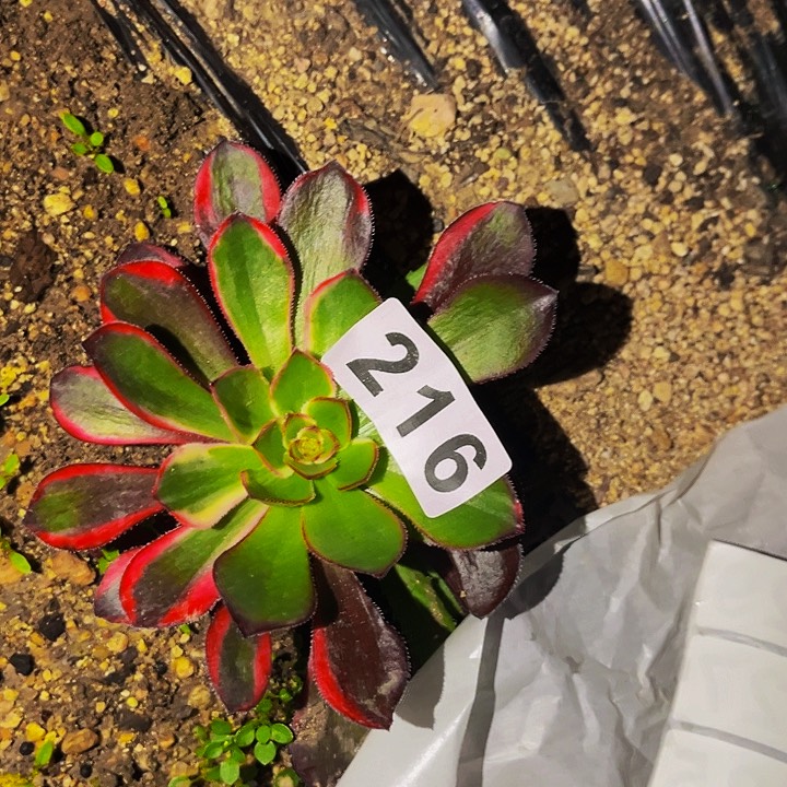 216花蝴蝶多肉植物