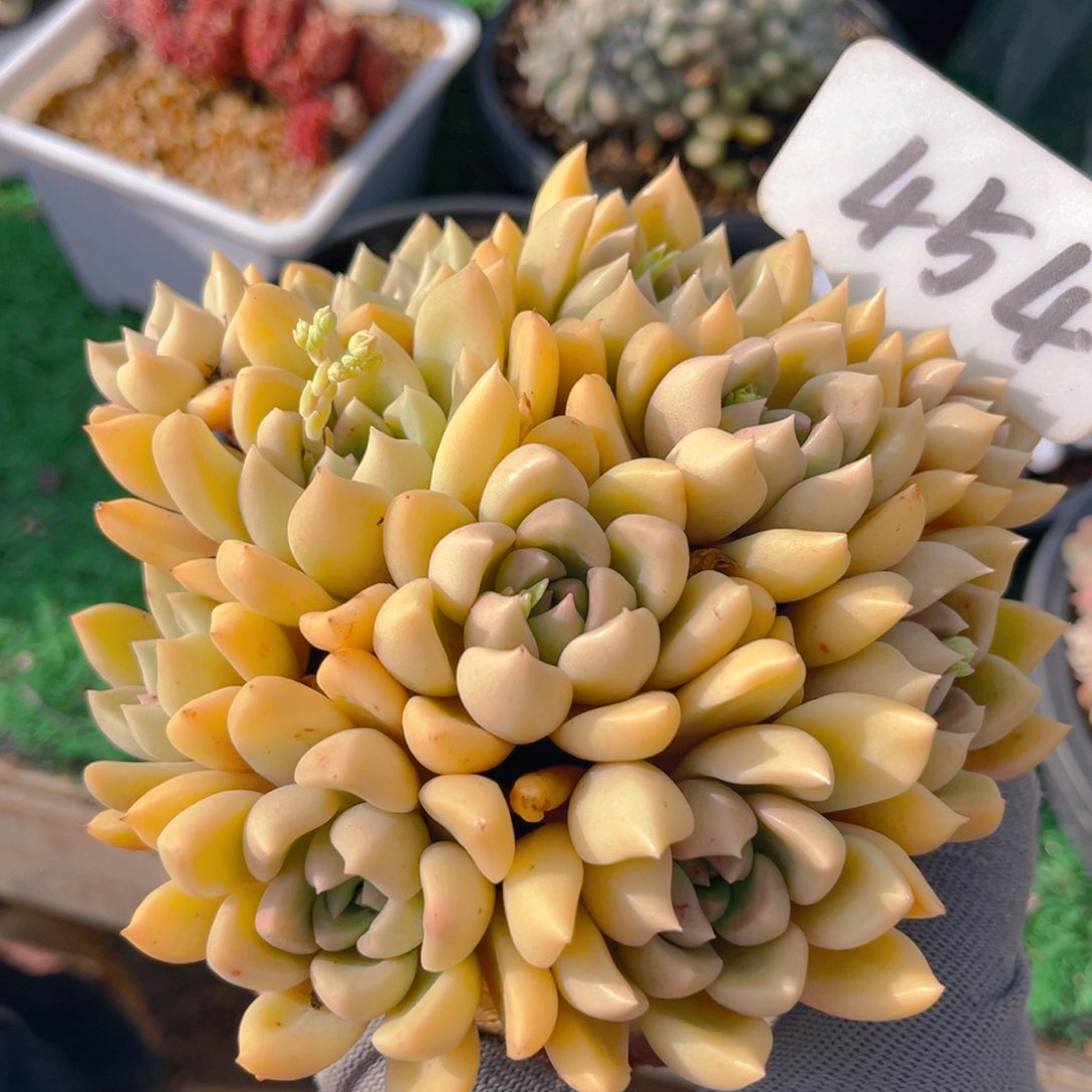 黄金璀璨88888888888