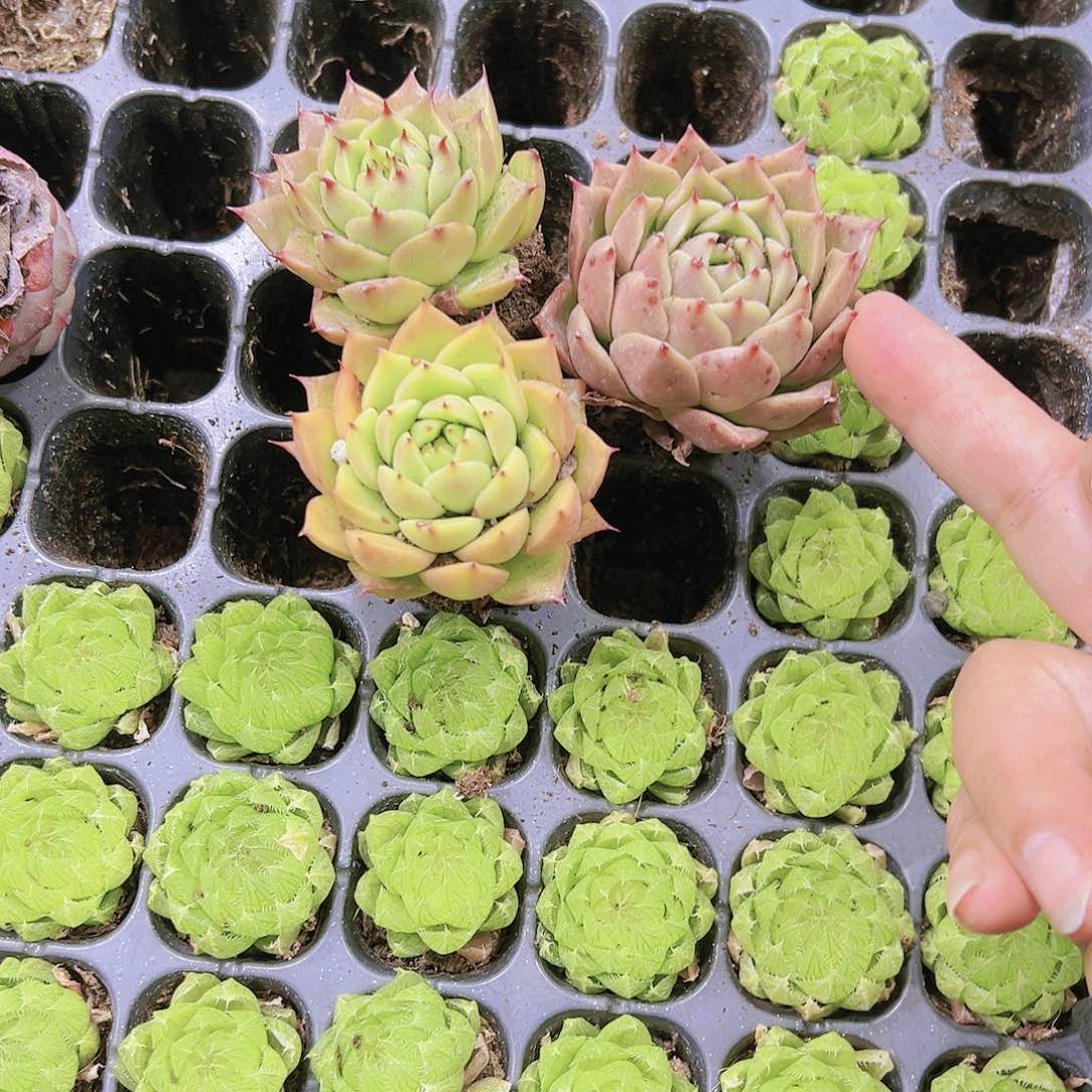 青椒苗3个19包邮多肉