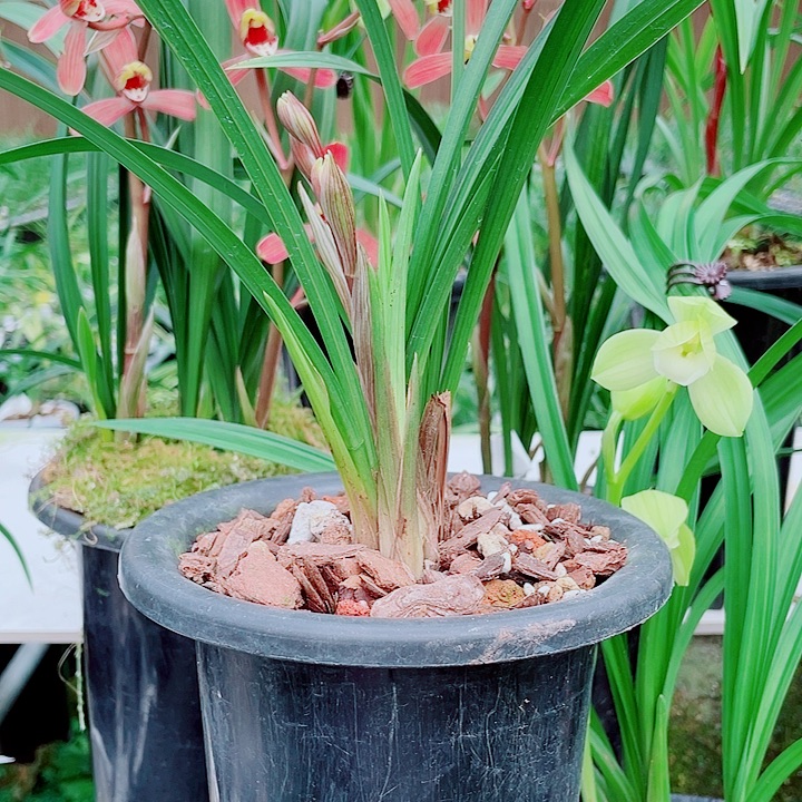 收***匠完全开放一物一漂亮