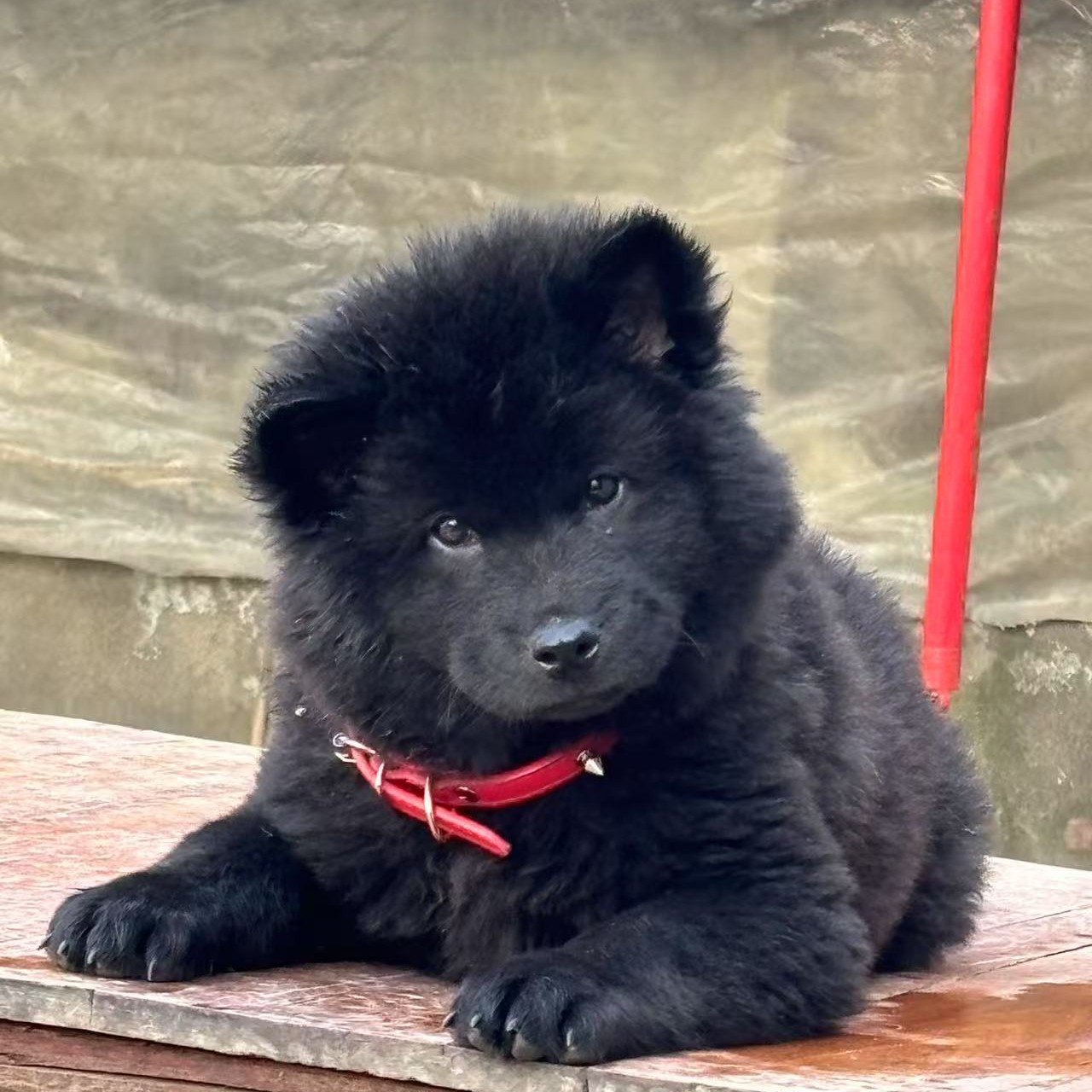 林家田园犬活体狗狗专用链接