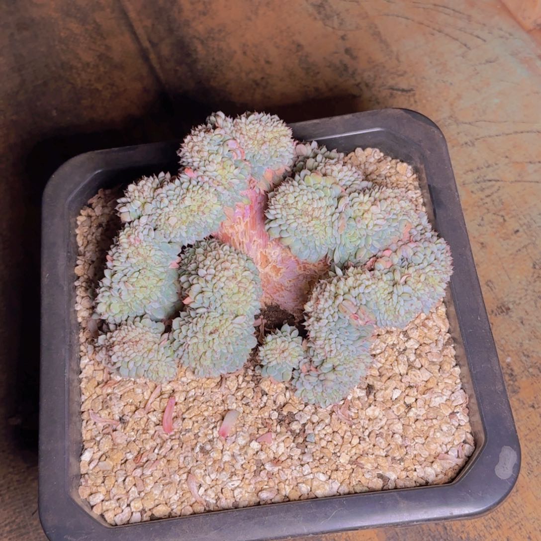 冷暖寄养111111111111111