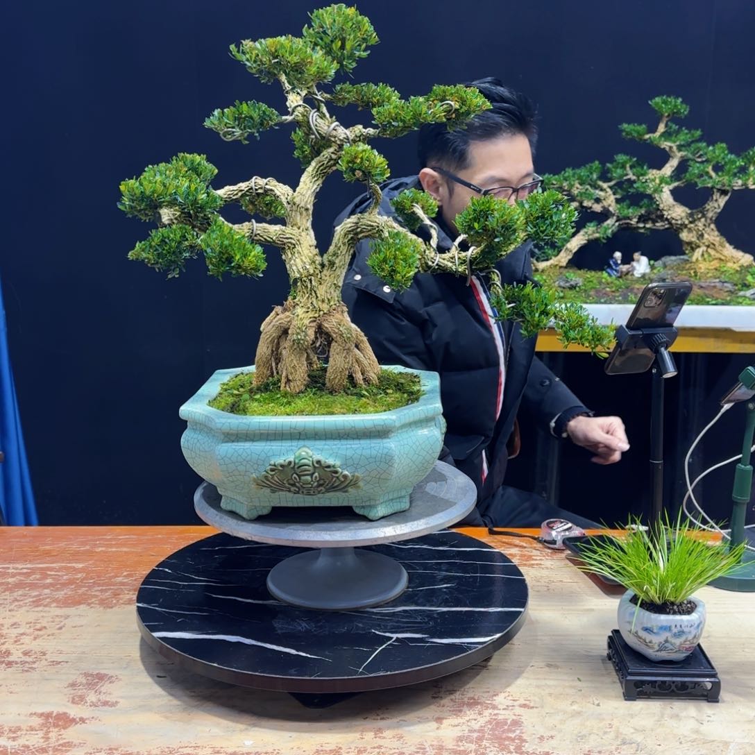 黄杨室内室外盆景艺术