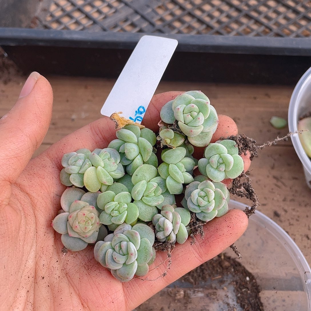 多肉植物多肉植物50