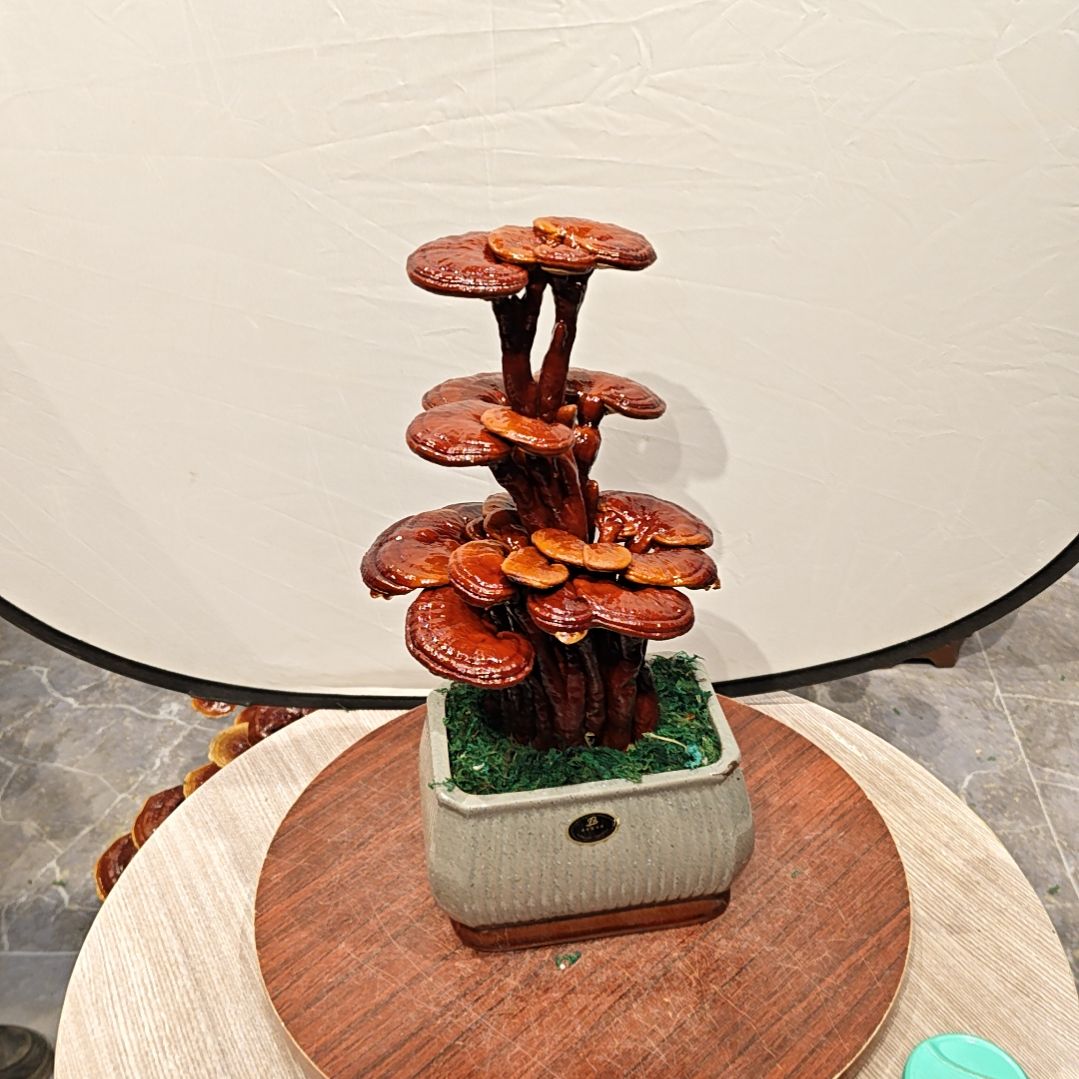 灵芝盆景高端大气上档次