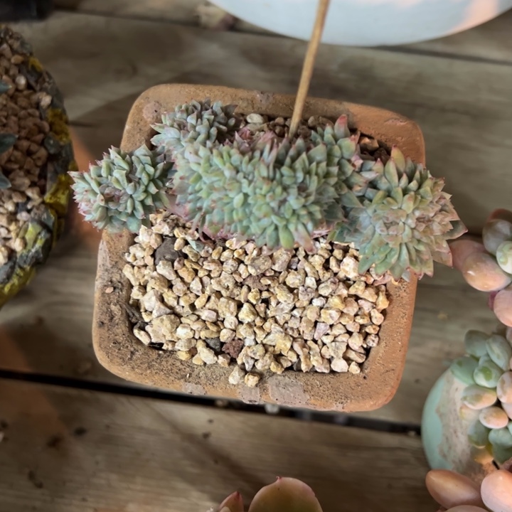 康***熈480号冰坡多肉植物