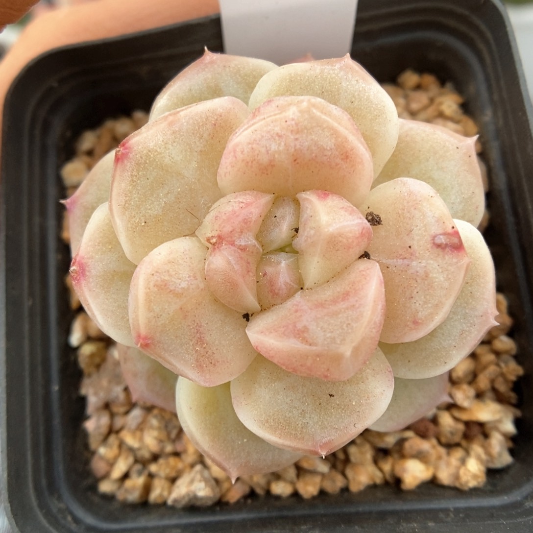珍妮石化可拍320号。