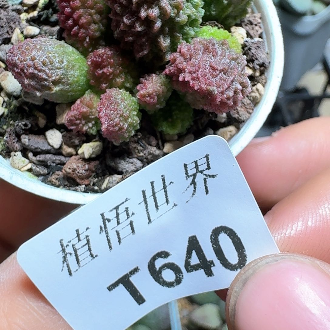 640盒多肉植物哇d f