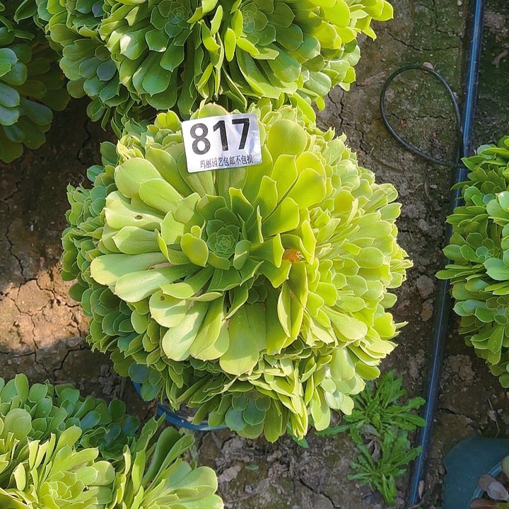 【闪购商品】817绿玫瑰