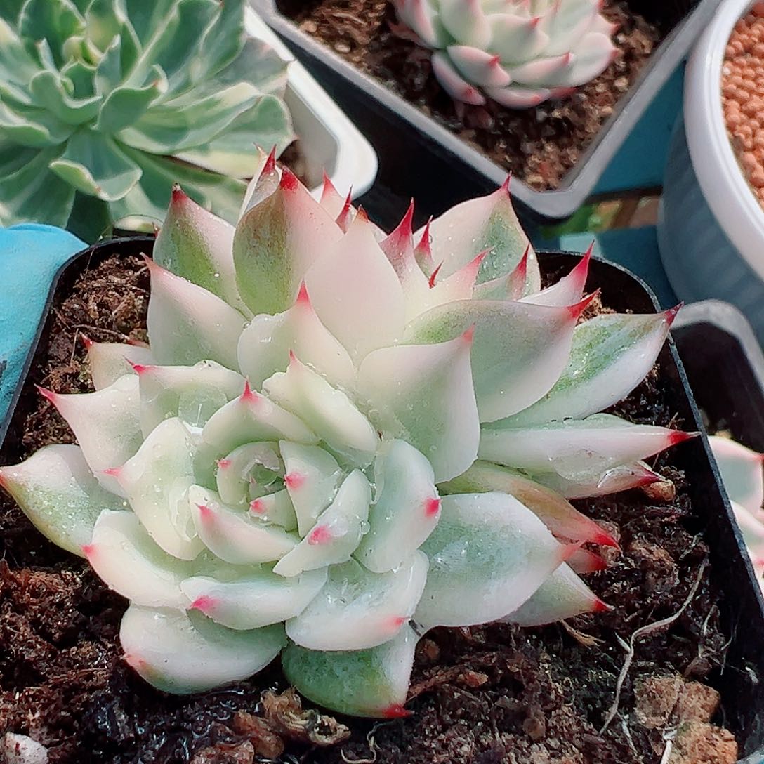 吉娃娃锦，覆轮锦头加花脸锦头