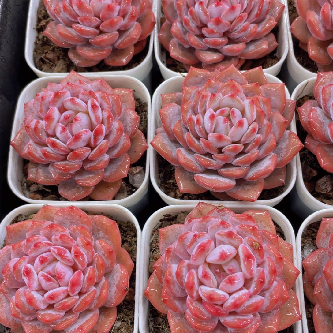 量拍51号 精品星星橙单头一个