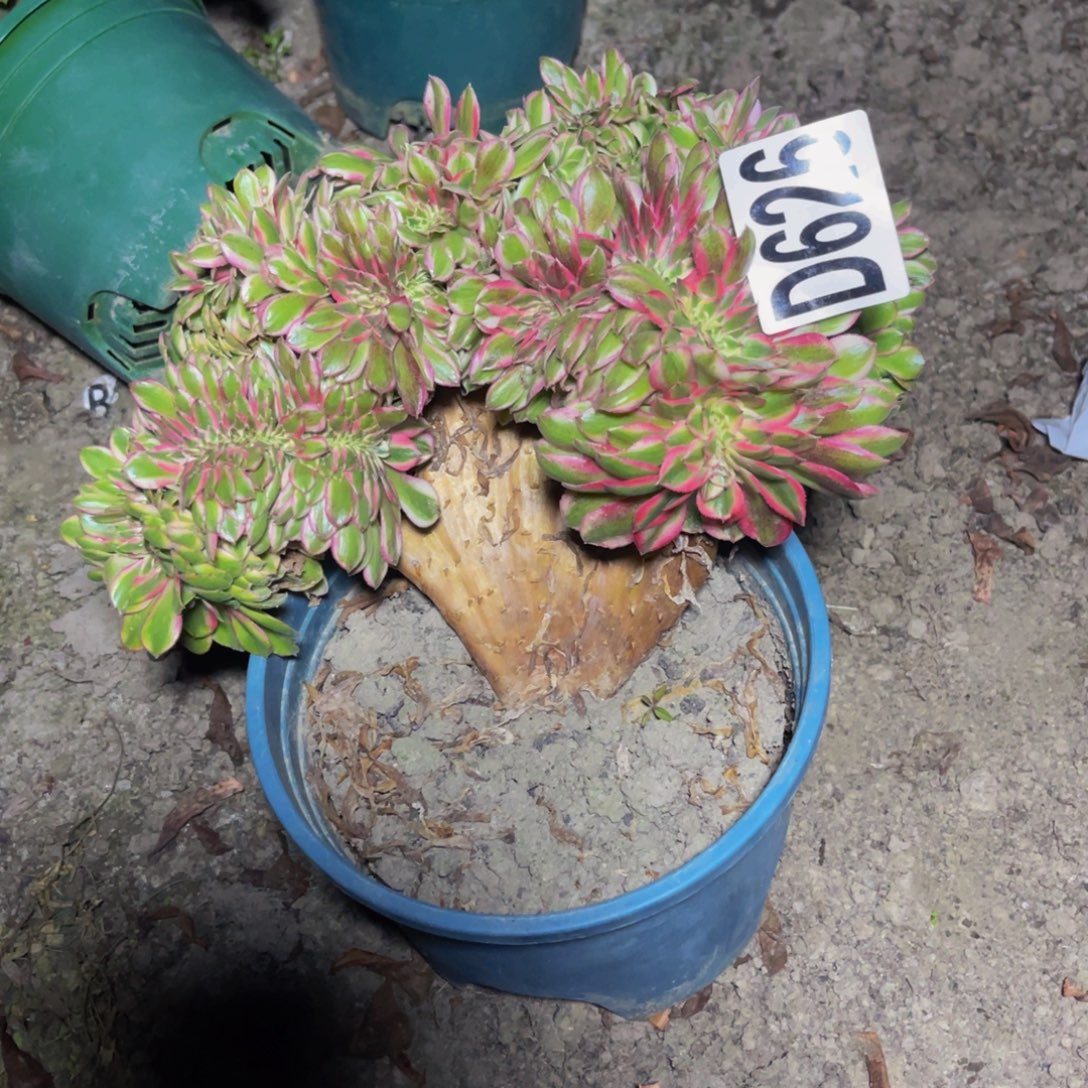 荔枝法师28/////42包邮