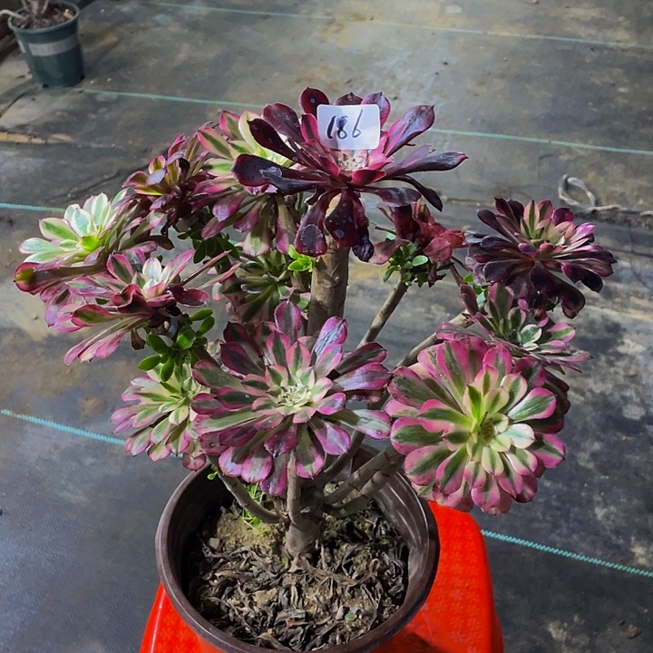 *****架接00000000000186号