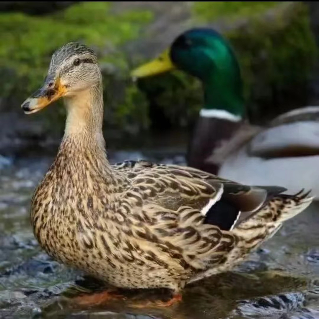 散养麻鸭土麻鸭整鸭包邮