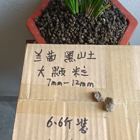 南***君兰菌黑山土大颗粒6.6斤