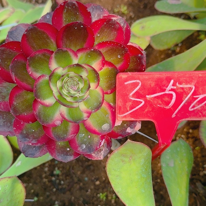 Y****S3-570鸿运当头多肉法师