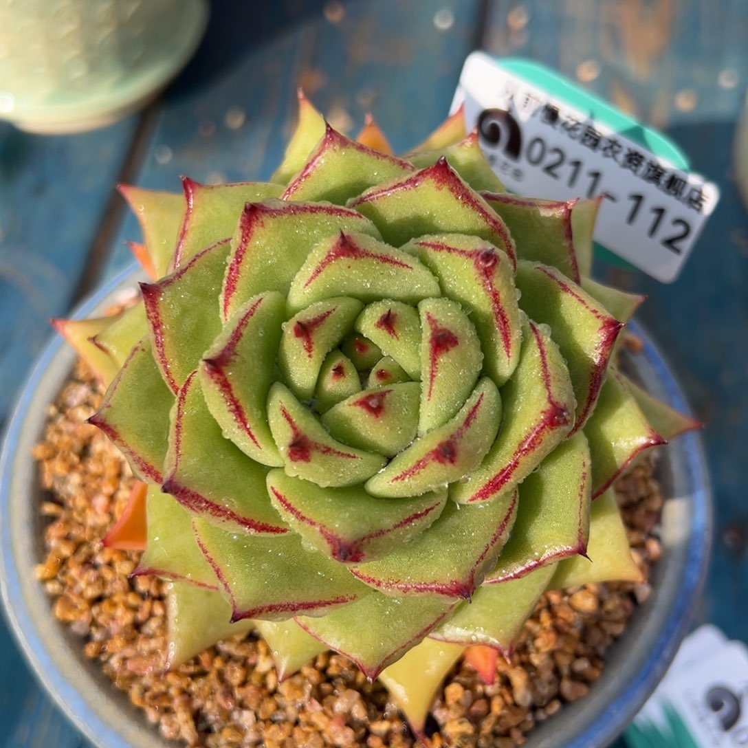 从前慢多肉精选编号0211.112