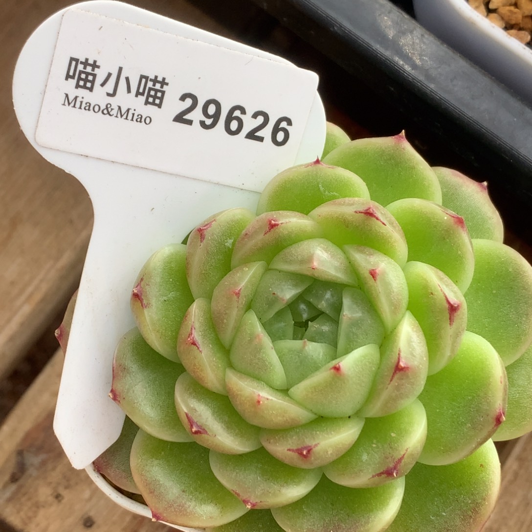好***情多肉植物杂交珍妮