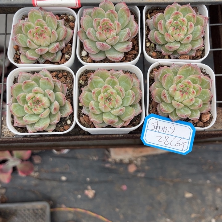 s***y雪花珍妮多肉5厘米盆6个