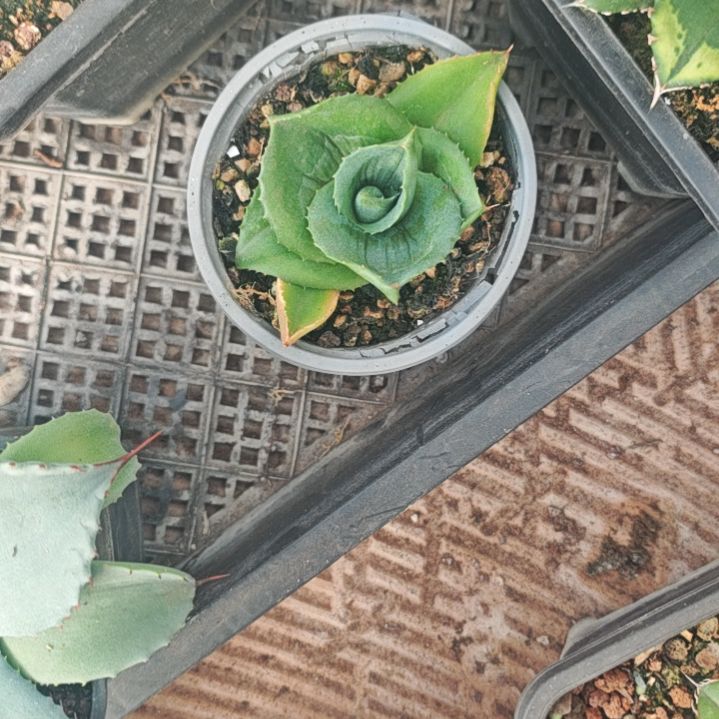 y***i升级版精品龙舌兰精品