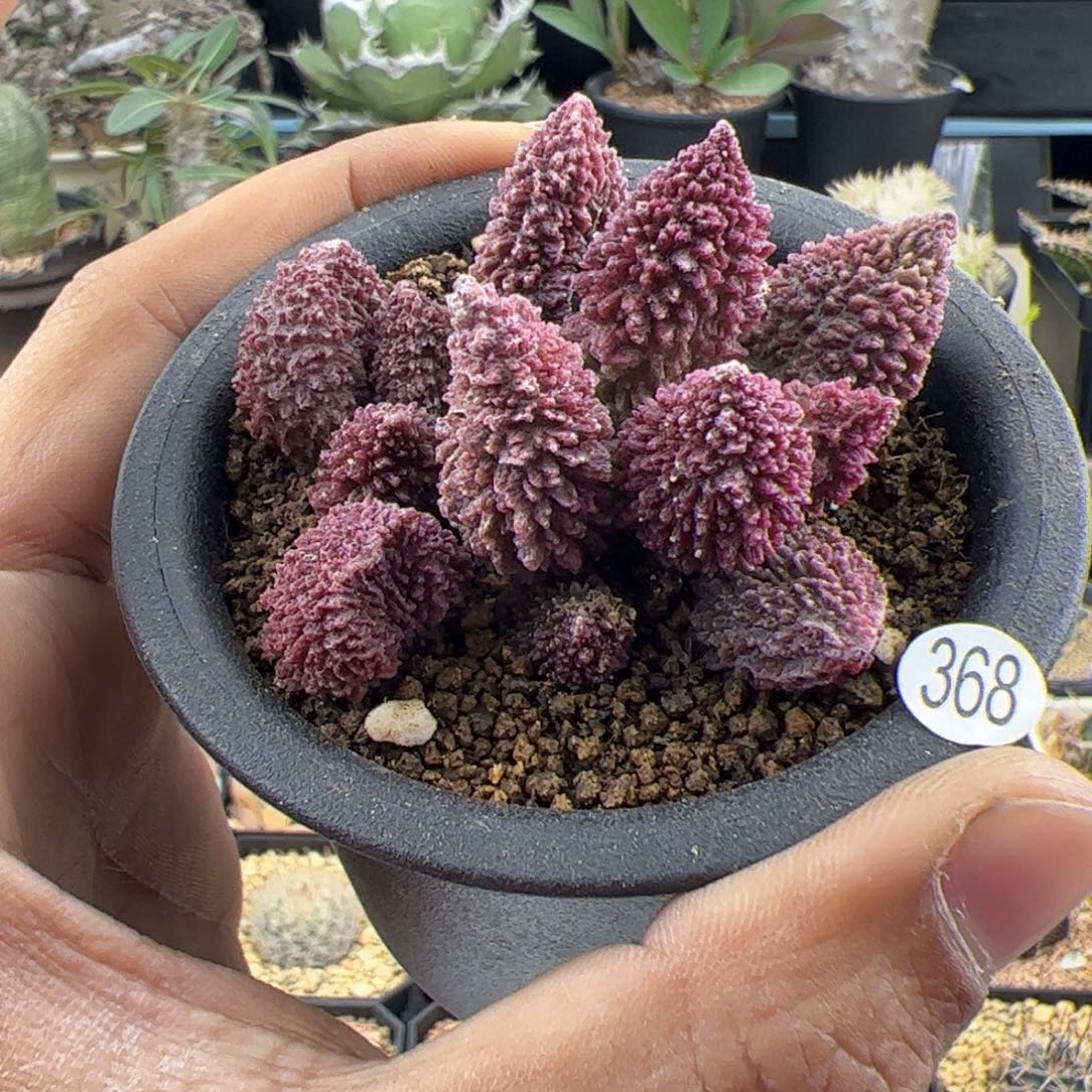 朱紫玉一物一拍368