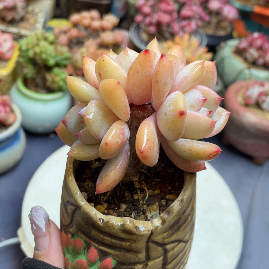 丸叶凤橙老桩带盆