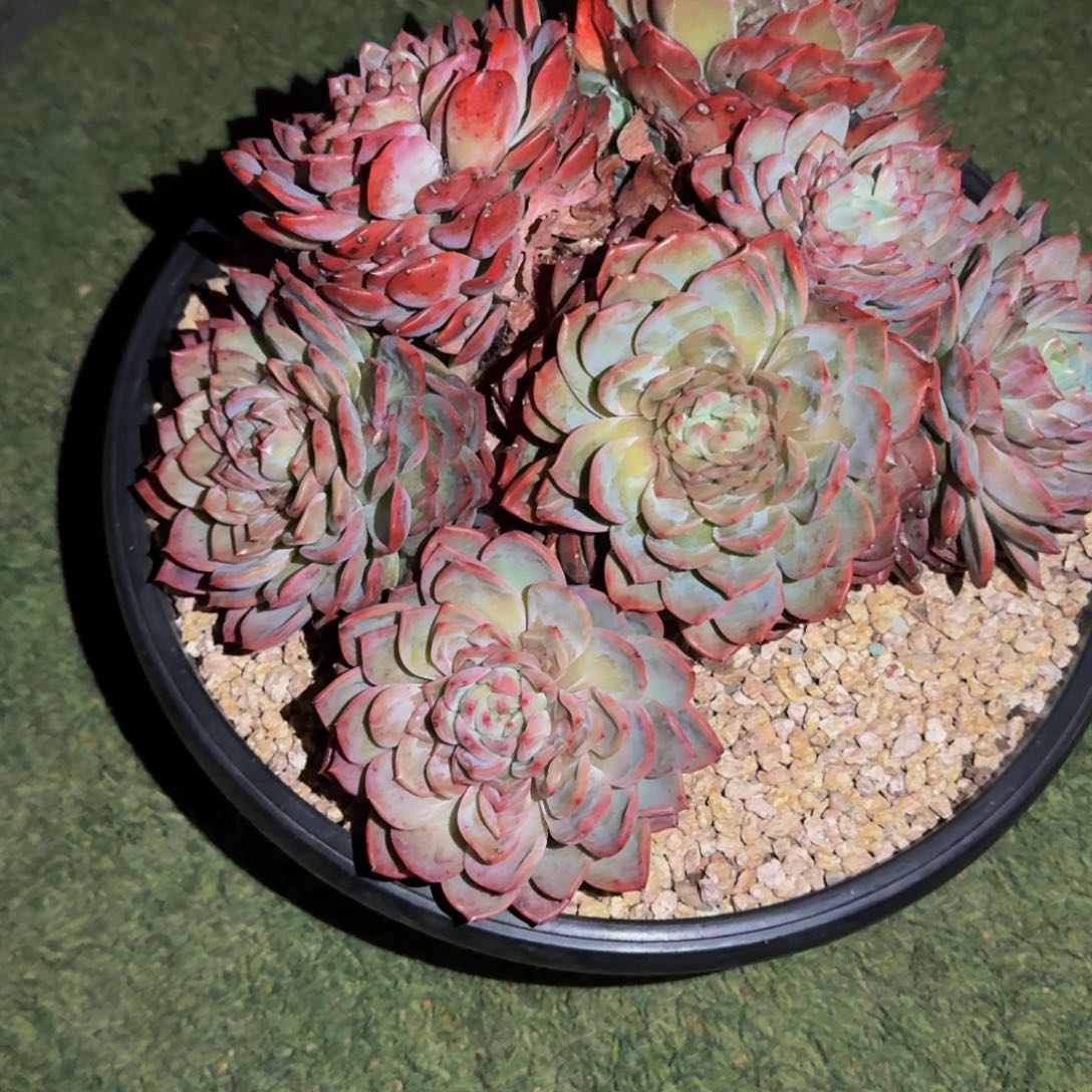 来***张3-11杂交多肉植物