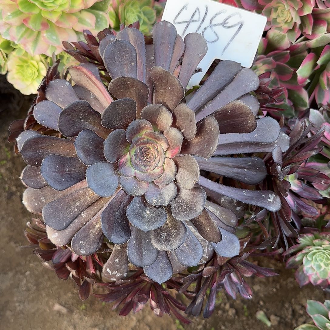 快***生4189极光多肉法师多肉法师