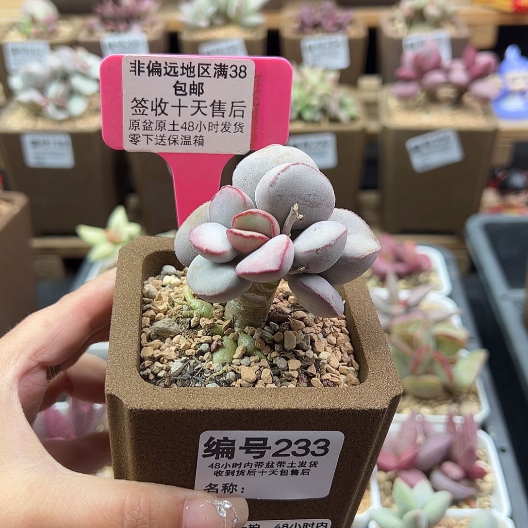 233白肌红蛋多肉植物