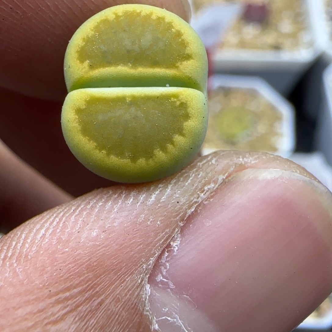 774 生石花大棚直播