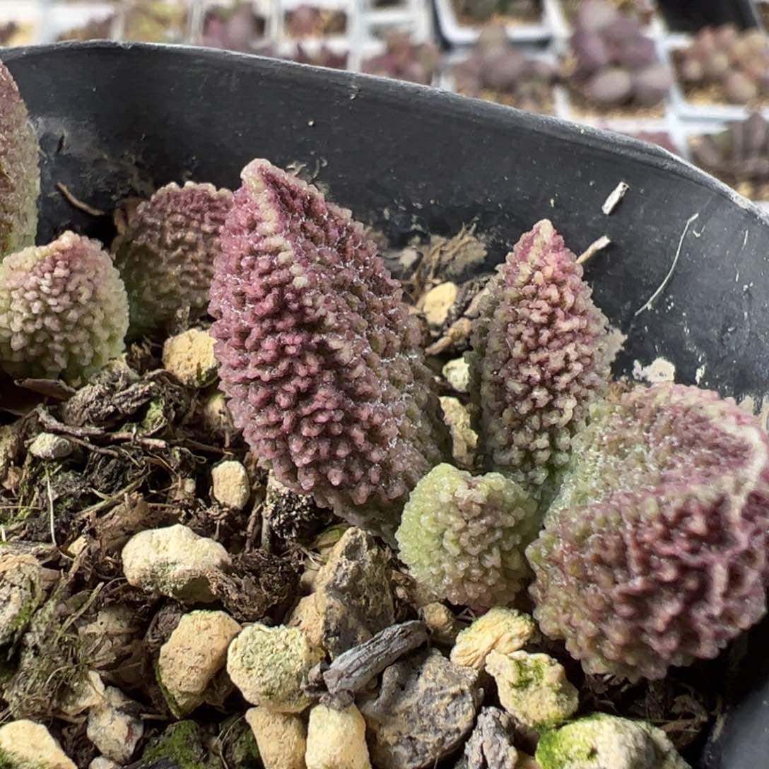 实生新品两颗一起多肉植物水泡