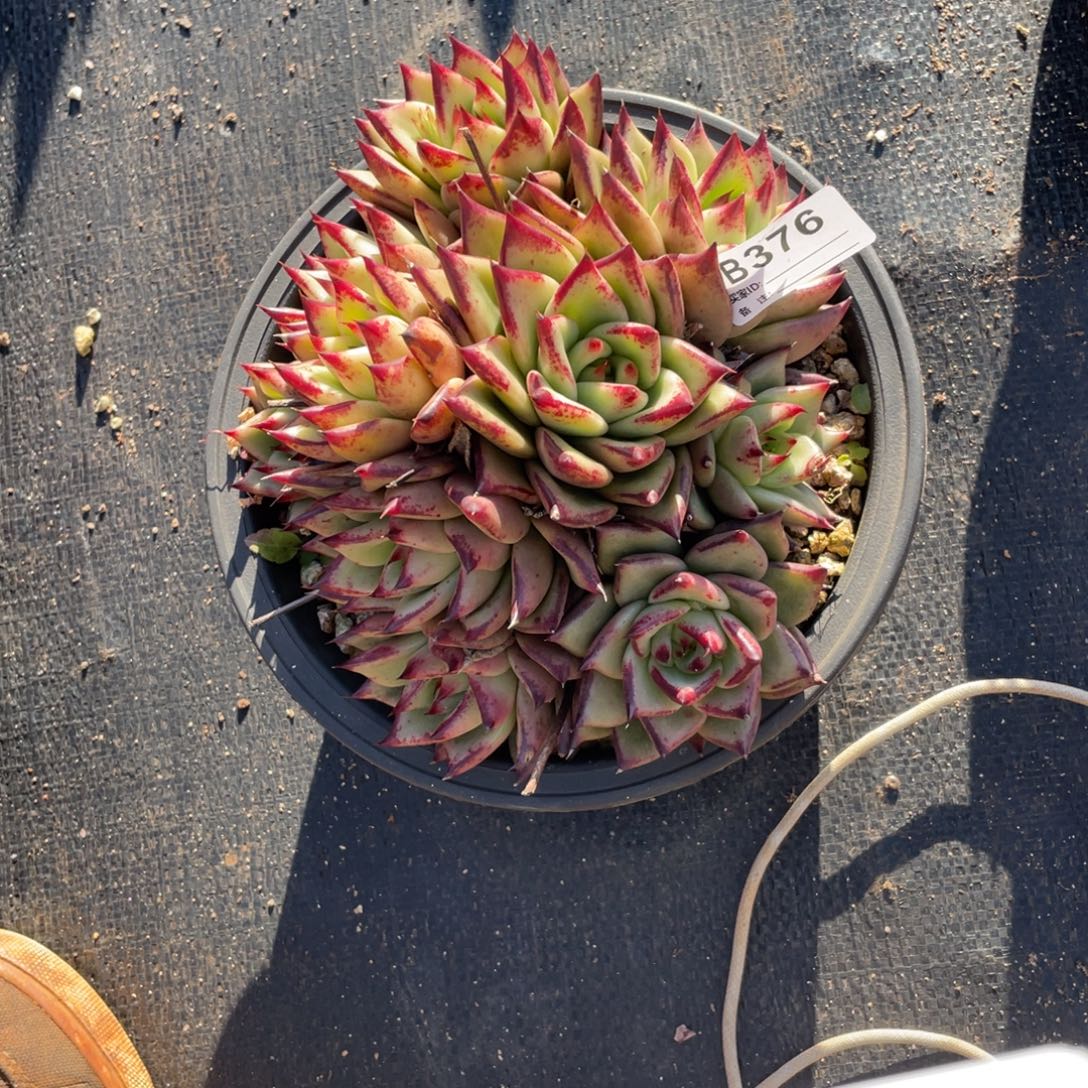 无花朵若如东云单拍B376