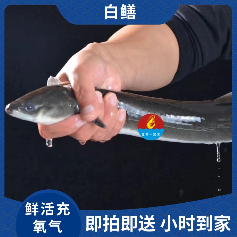【白鳝】约800g/条 默认打氧配送 小时到家 如需处理请备注 