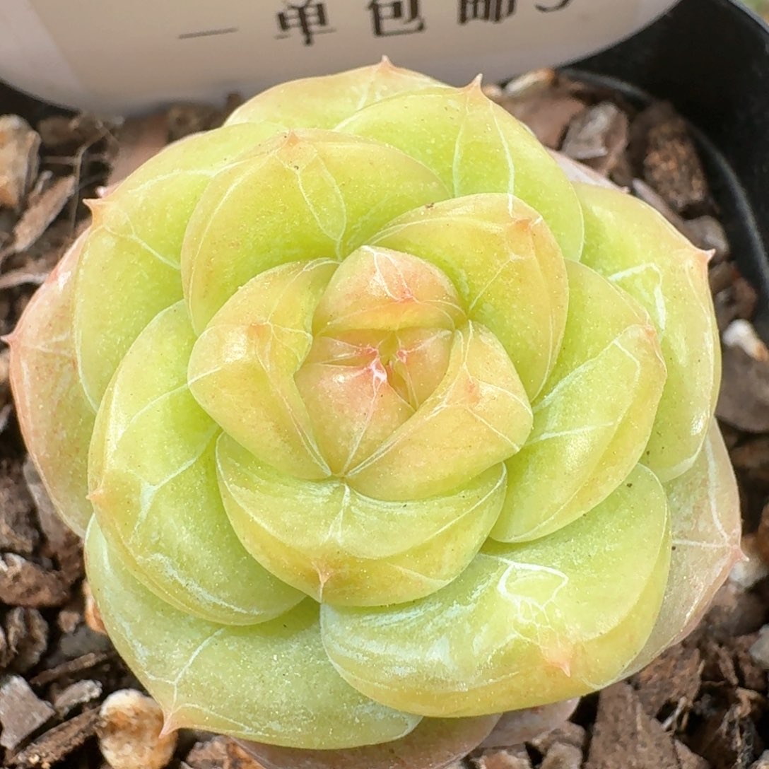 0320-09-66单头一颗