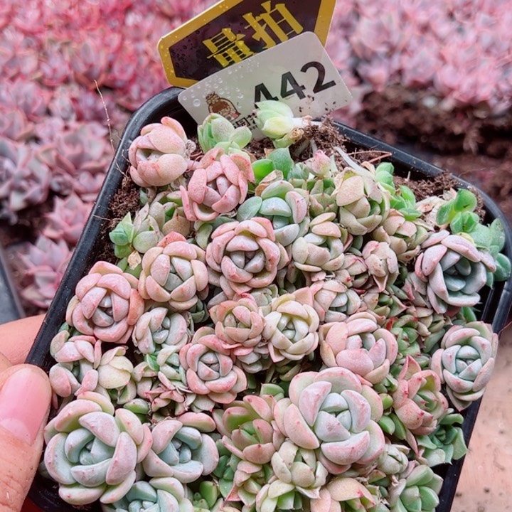 多肉植物多肉植物