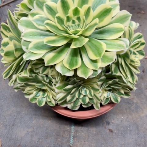 多肉植物迈巴赫锦