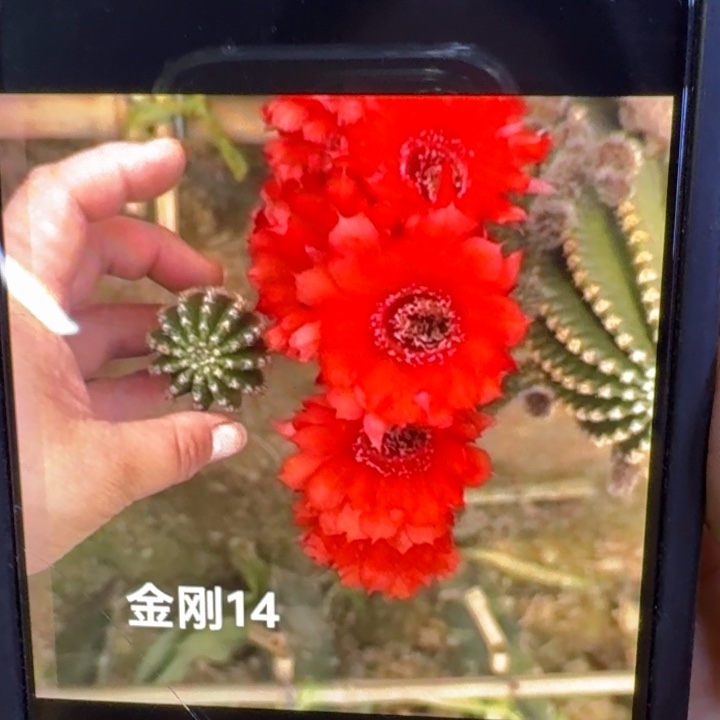 241金刚14歪4公分左右无根侧牙，20包邮