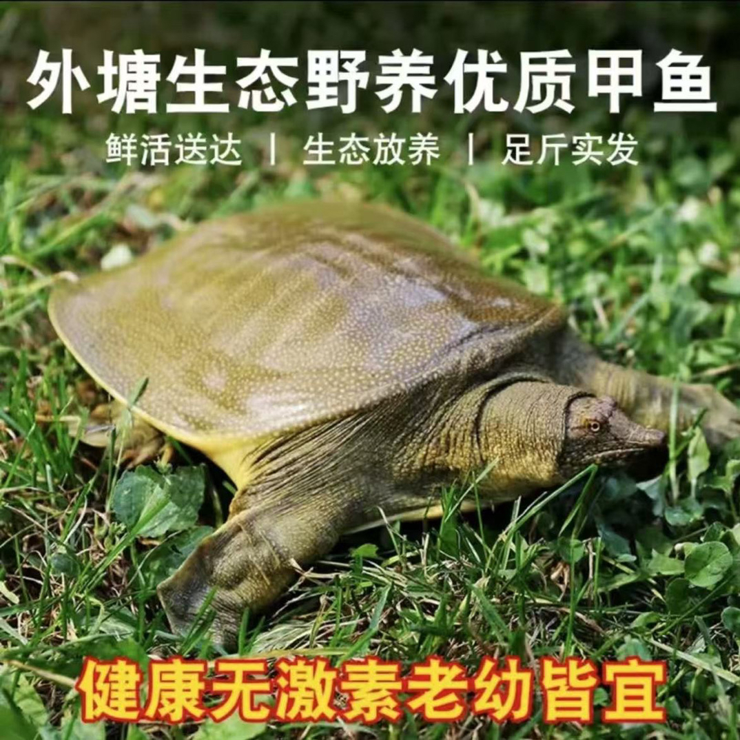 鲜活外塘生态大甲鱼生猛中华鳖青背水鱼王八团鱼到家（直播间改价）