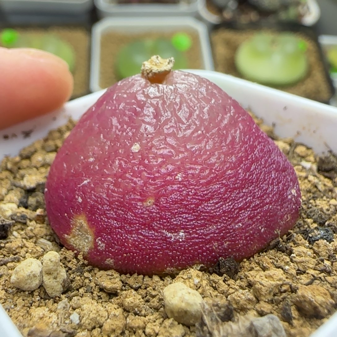 灯泡2.8+瑕疵多肉植物33