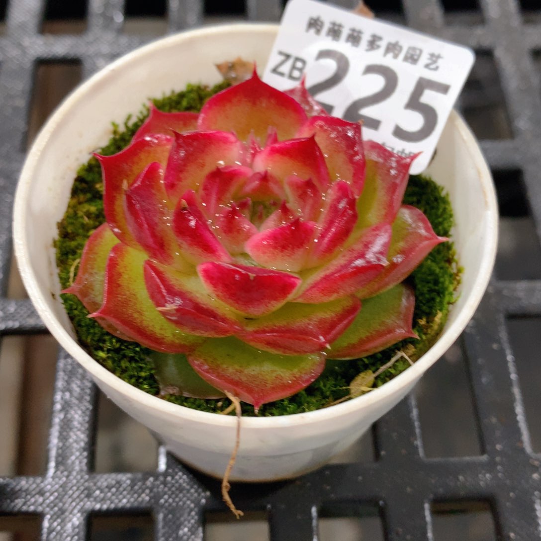 肉萌萌拇指盆精控多肉ZB225