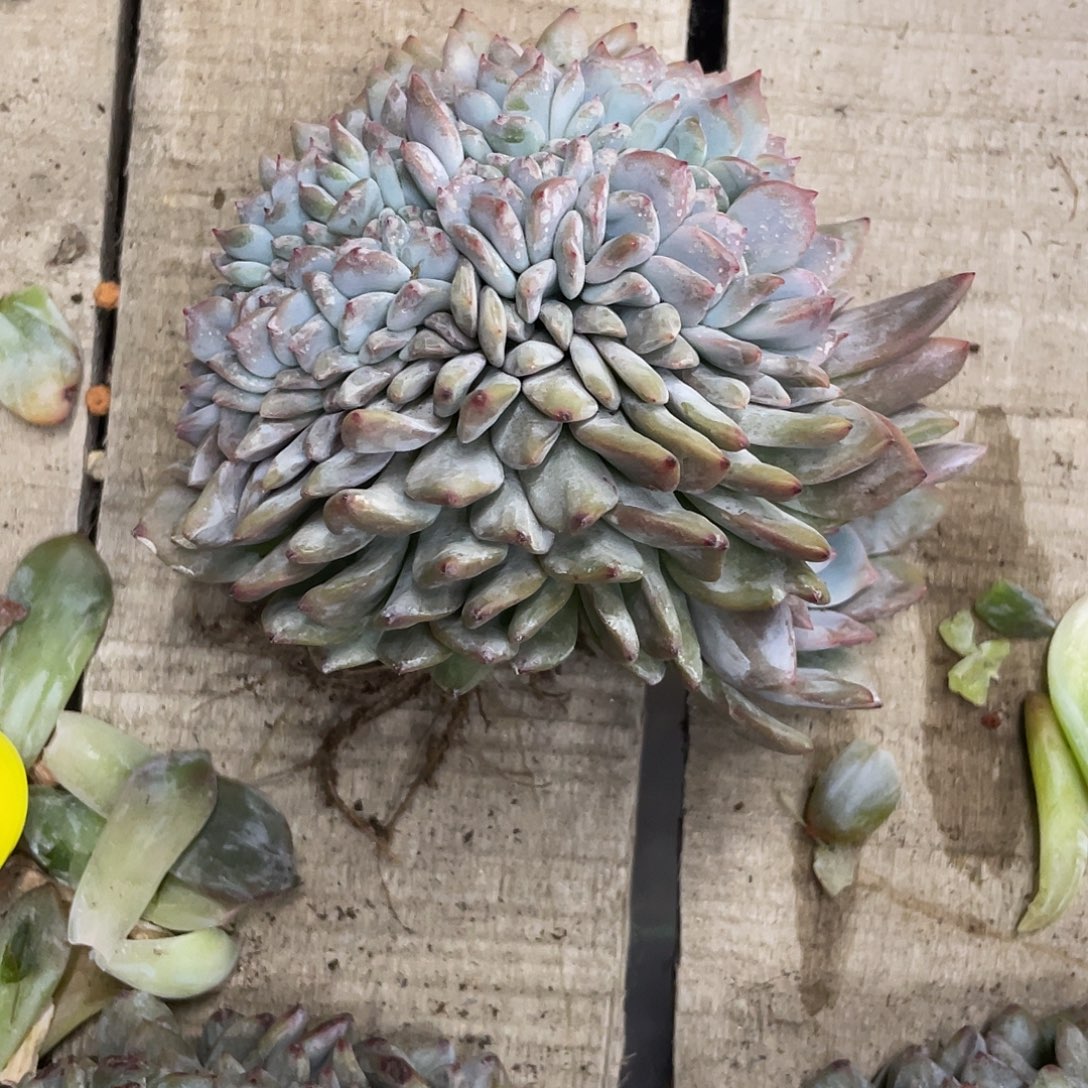 简***好实生-星影缀化一个