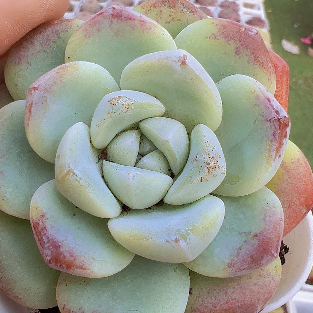 大冰玉拓土发货19包邮多肉