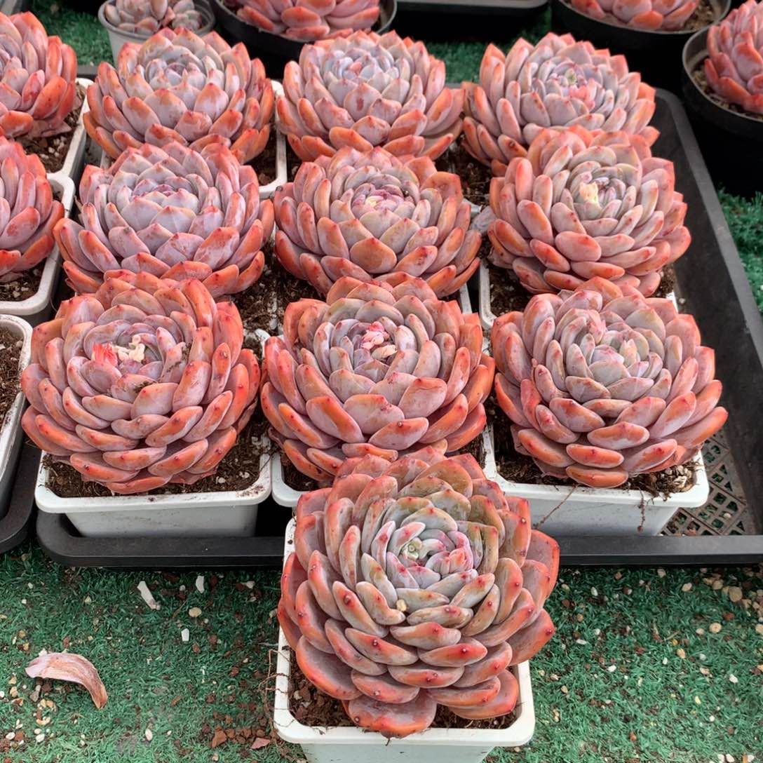 501橙子多肉植物组合