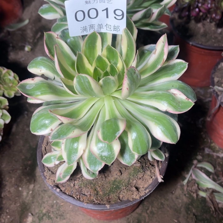 青莲多肉的多肉0019