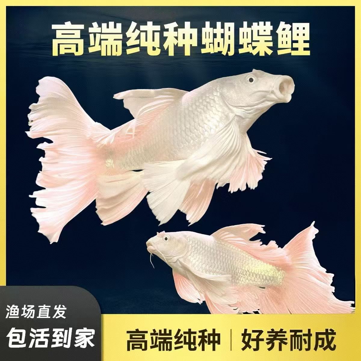 蝴蝶鲤鱼普身纯种台系贵妃体白色精品观赏鱼养鱼饲养活体发货