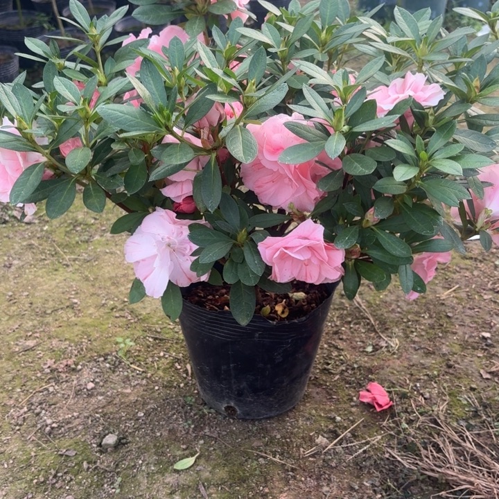 完全开放多色桃梅