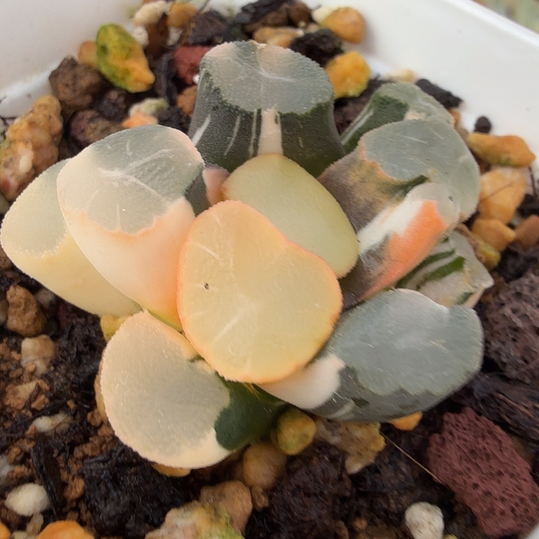 万象锦，多肉植物。