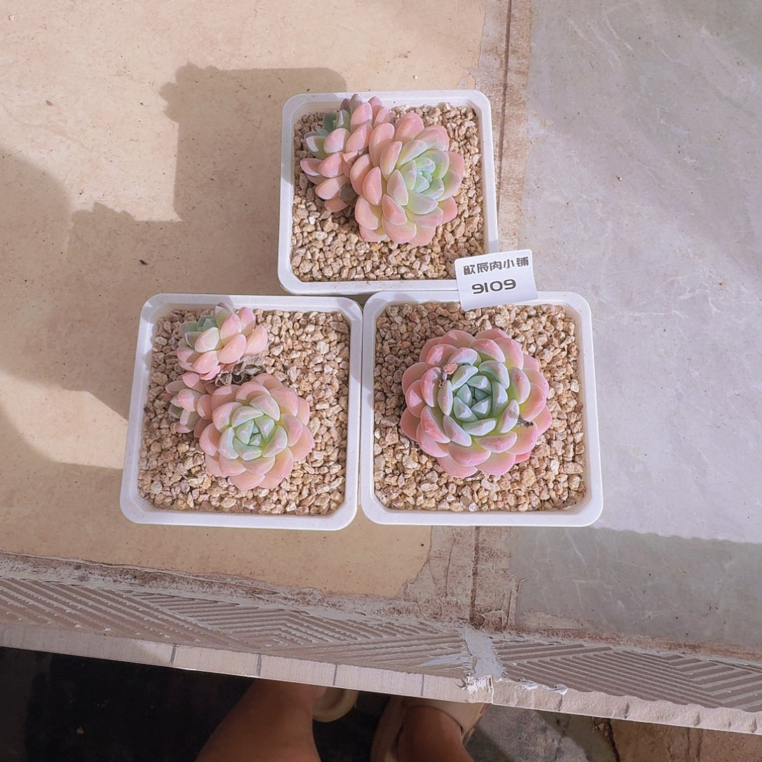 琼***多肉植物冰玉三颗9109