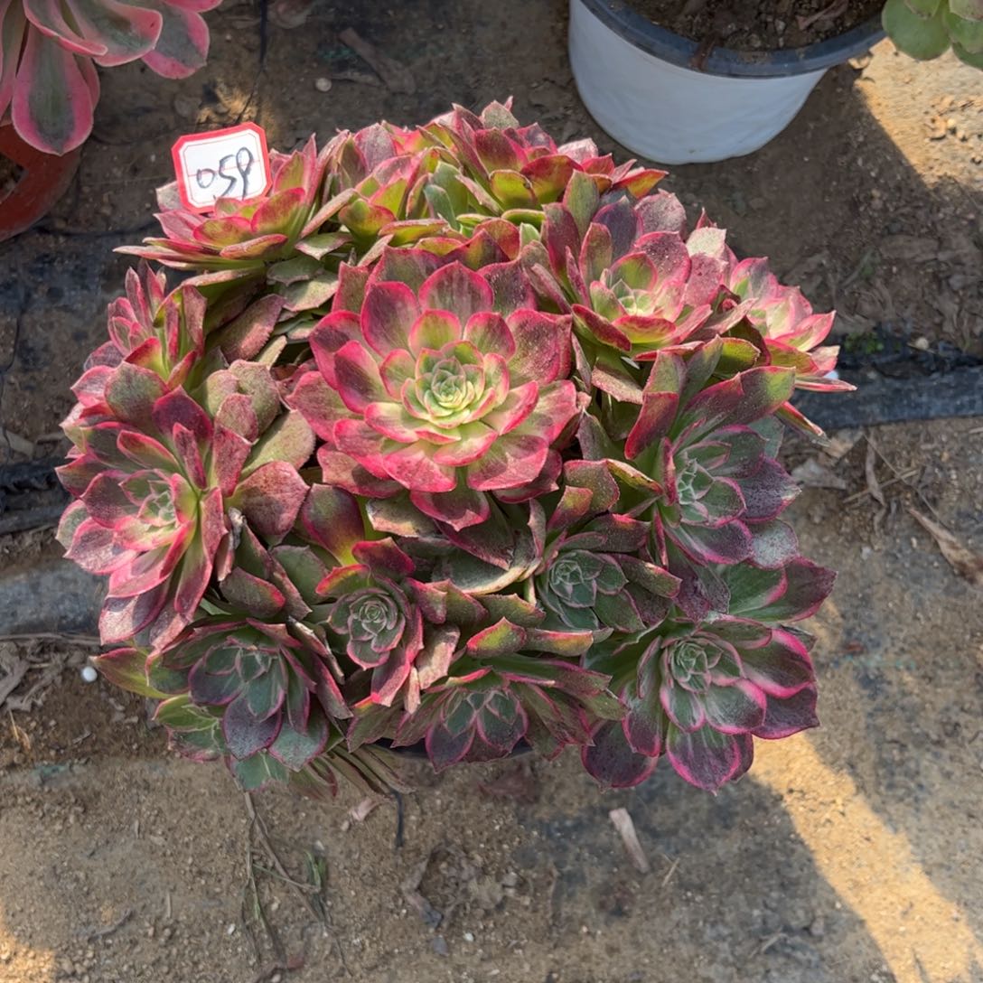 059多肉植物万花筒云南班