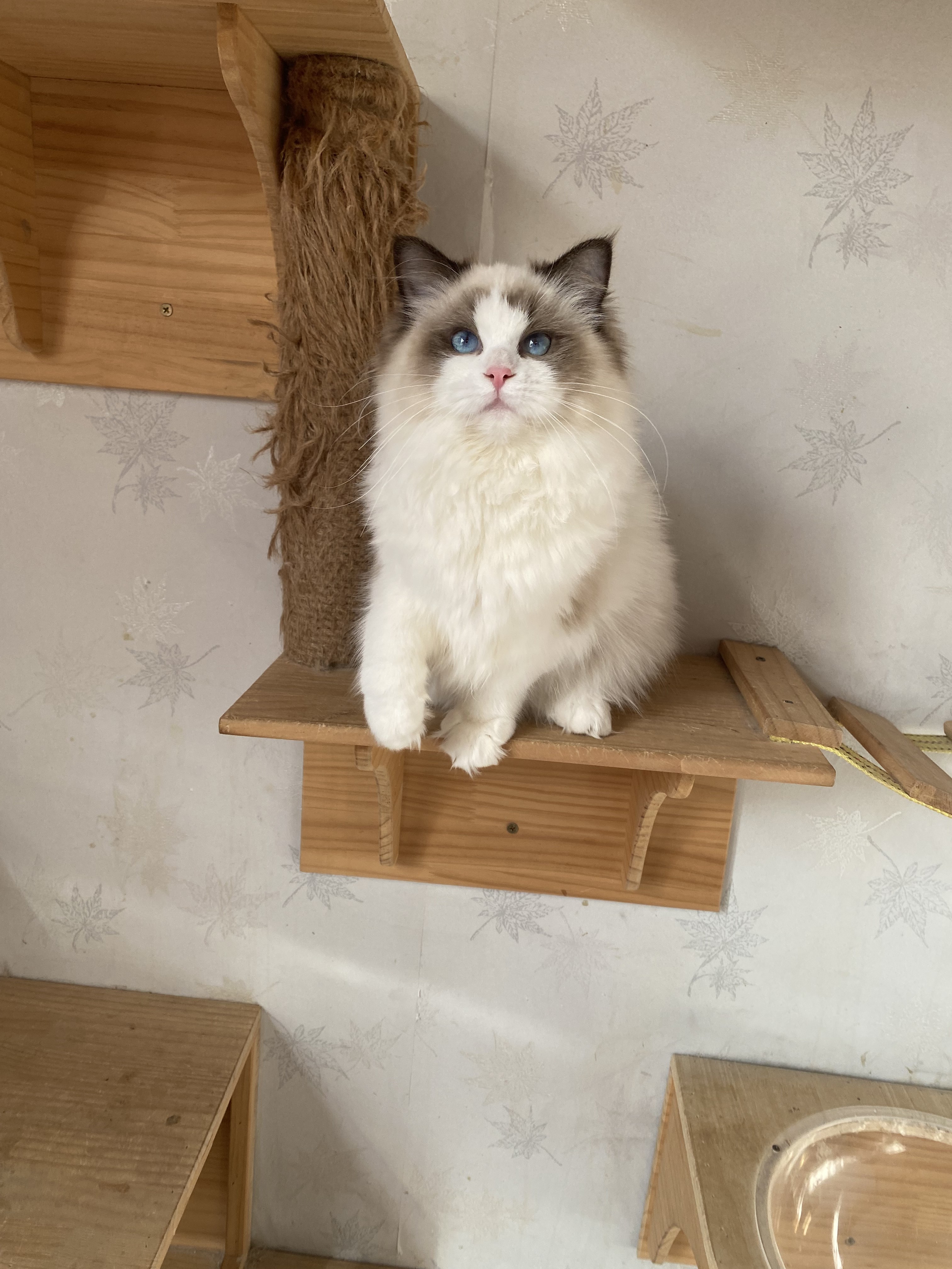 春哥说猫只说好猫